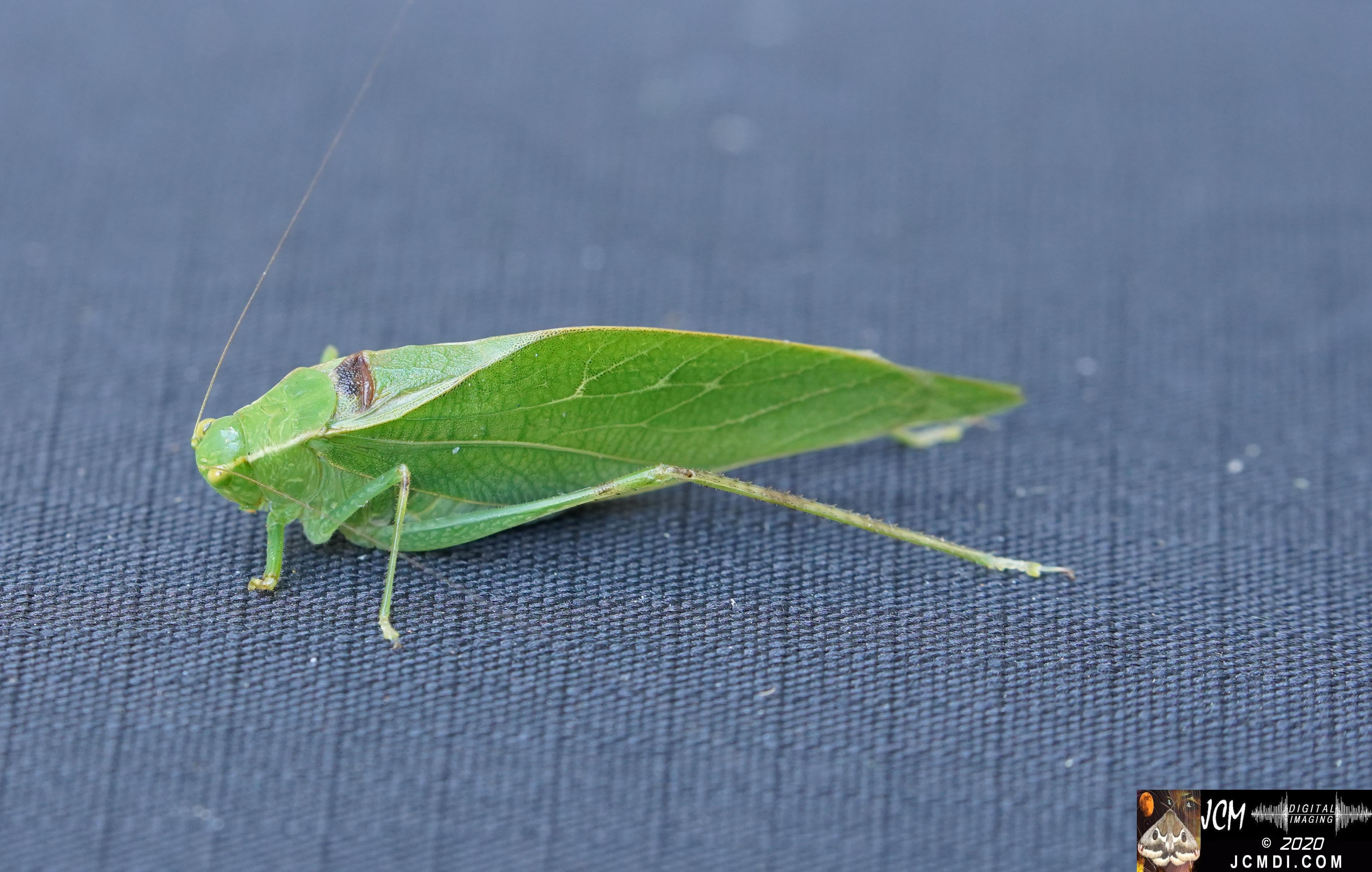 20190822 Katydid